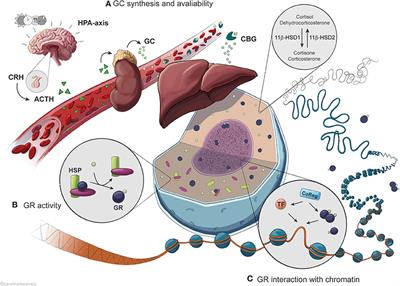 Multifaceted Control of GR Signaling and Its Impact on Hepatic Transcriptional Networks and Metabolism